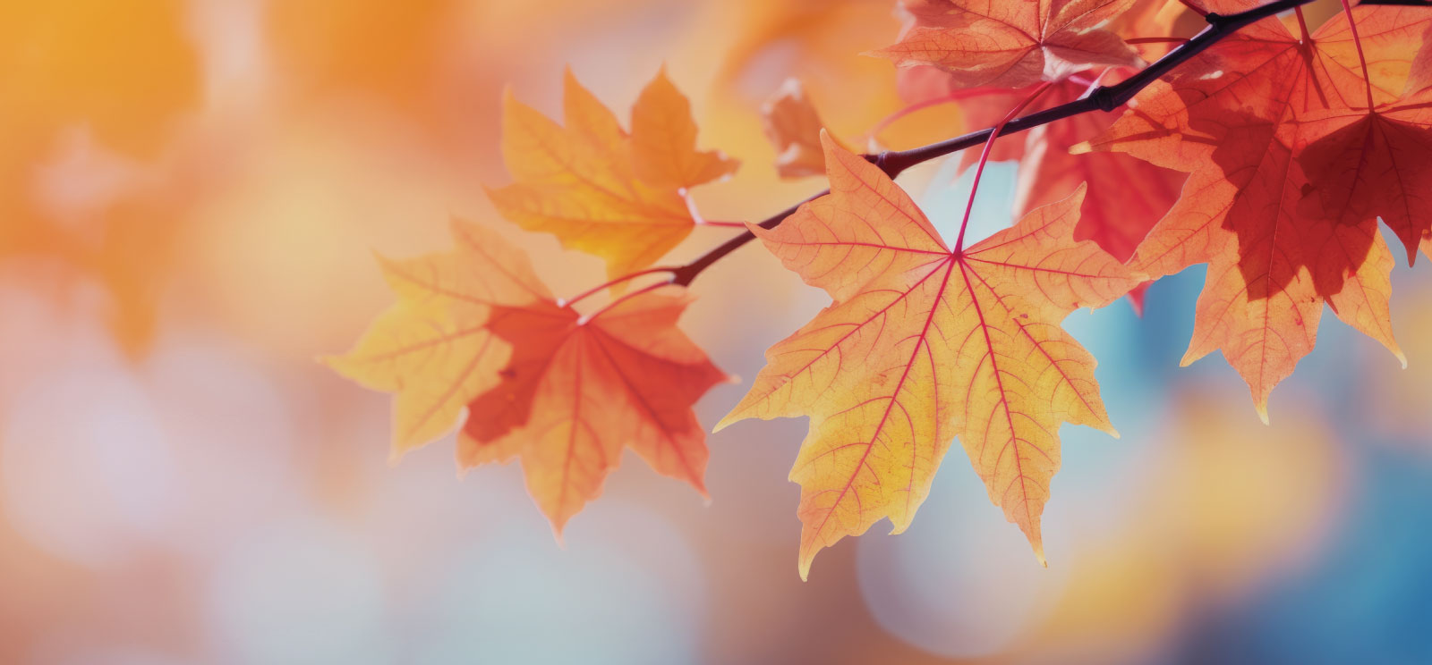 Maple leaves in fall.