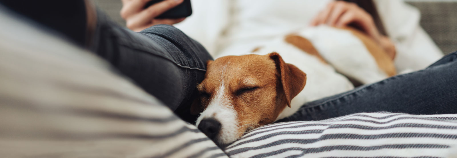 Jack Russell dog sleeping in owner's lap